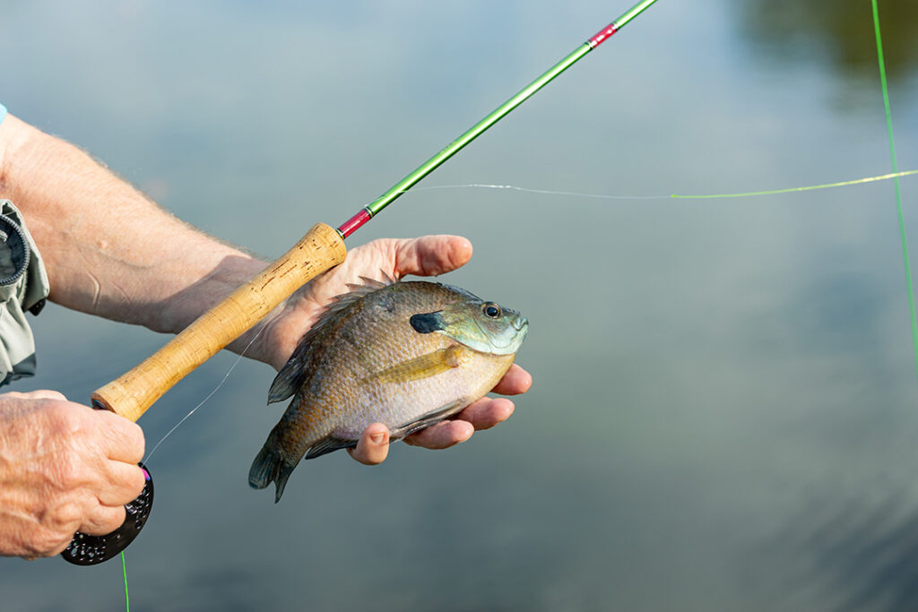 Fishing in Dunnellon