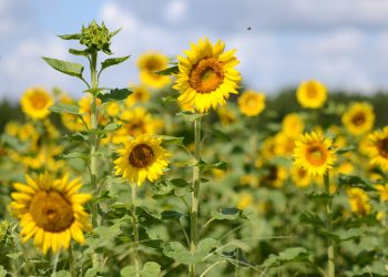 agritourism - cannon farms
